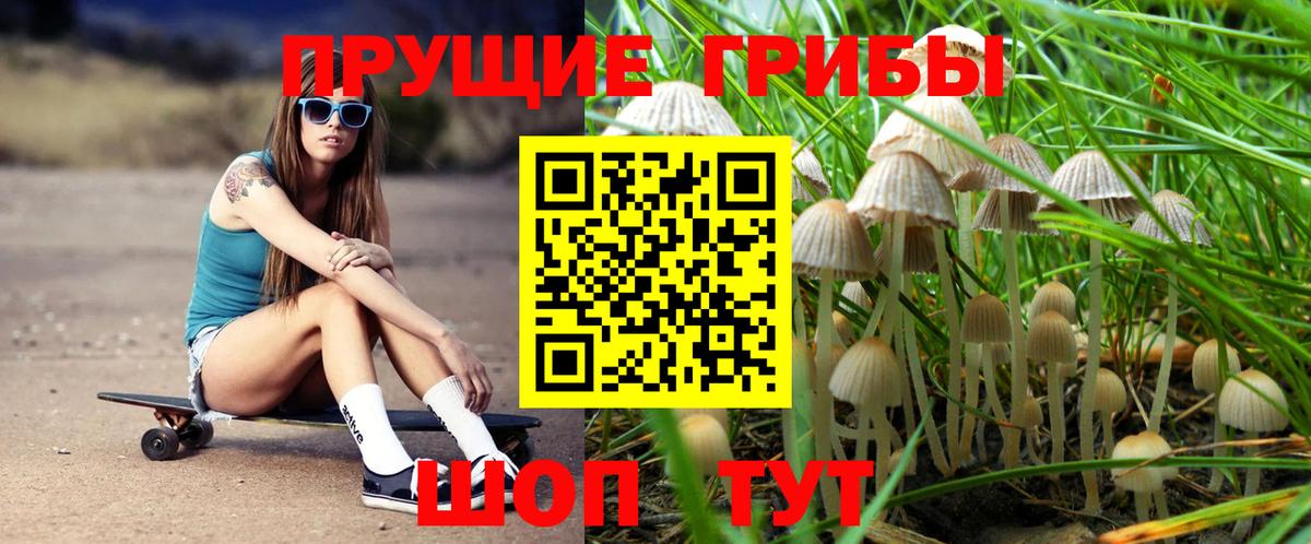 Псилоцибиновые грибы мицелий Фролово